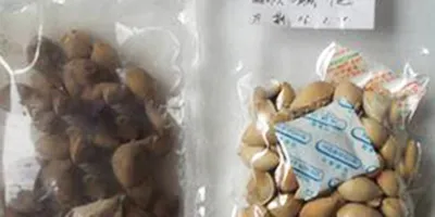 Food & Wine Preservatives